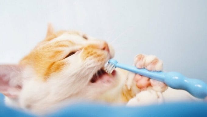 Primer plano de un gato royendo el cepillo de dientes.