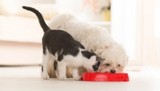 Cachorro maltés y gato blanco y negro comiendo comida de un tazón en casa