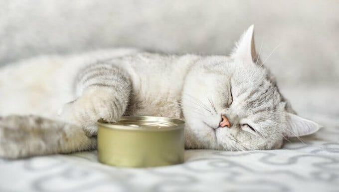 gato gris de pelo corto durmiendo con una lata de comida