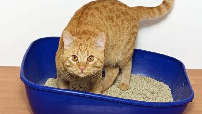 Gatito en arena para gatos de plástico azul