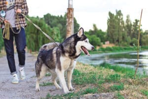 4 enfoques de paseos para perros para agregar placer