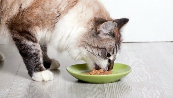 Gato comiendo de un plato de comida enlatada