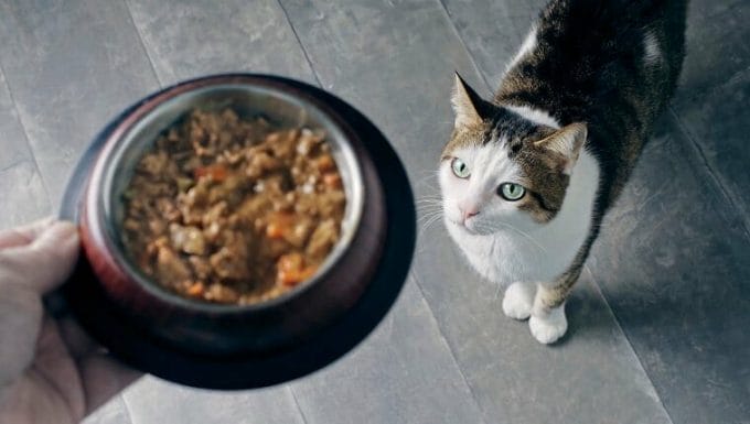 gato que recibe comida del dueño, puede tener alergia alimentaria