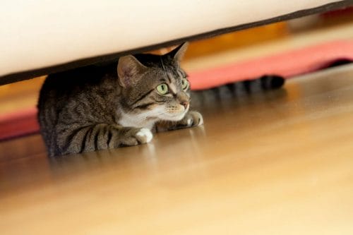 Un gato ansioso se esconde debajo de una cama.