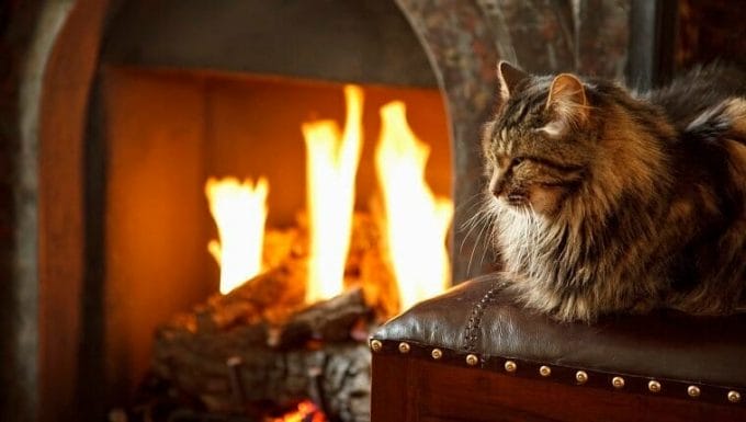 Gato de pelo largo frente al fuego ardiente.  seguridad contra incendios de mascotas