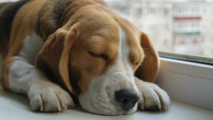 Perro Beagle con leishmaniasis durmiendo en la repisa de la ventana del apartamento
