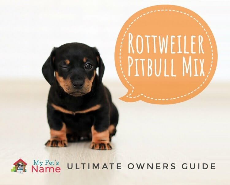 Rottweiler Pittbull Mix Puppy My Pets Name