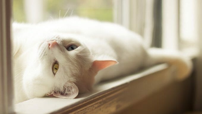 gato blanco tumbado bajo el sol