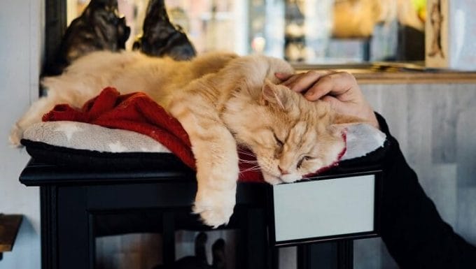 Gato de pura raza jengibre acostado en un sofá en un café para gatos.  Mano masculina acariciando a una mascota.