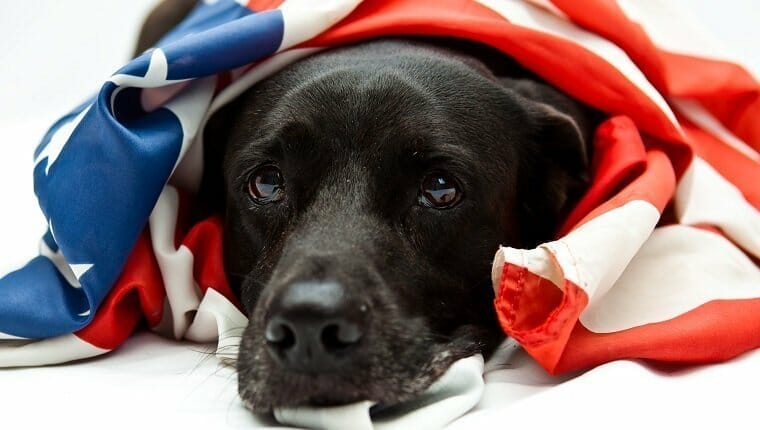 dog owners fourth of july fear 2