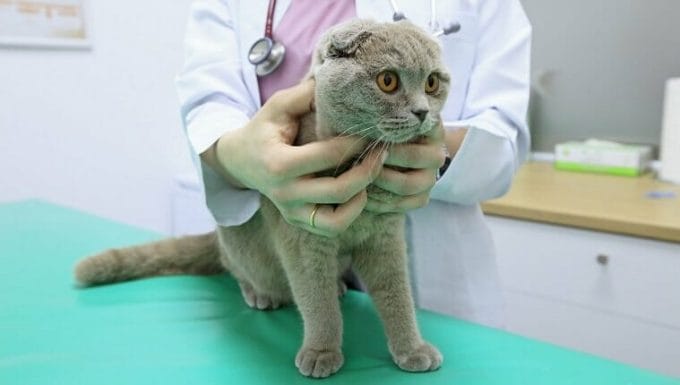 Veterinario examinando un gato Scottish Fold