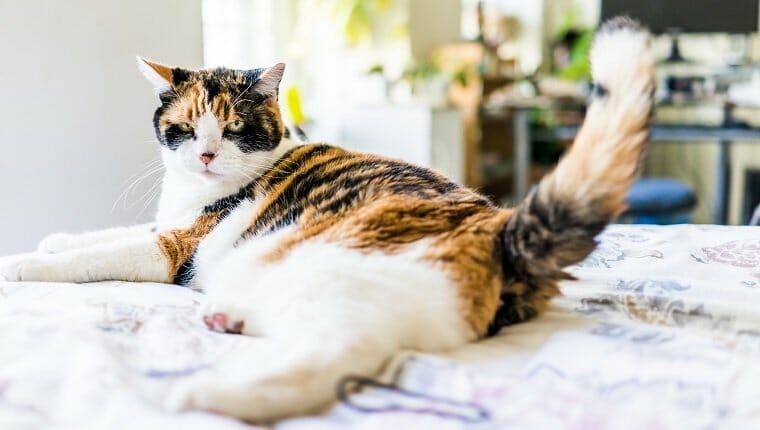 Cola de semental en gatos sintomas causas y tratamientos
