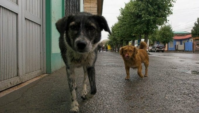 Abandonar perros en la calle en Puerto Natales, Chile, Sudamérica