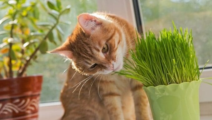 Gato oliendo y masticando una olla de hierba gatera fresca