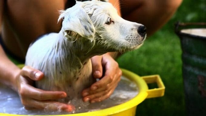niño lavar cachorro blanco en un tazón amarillo sobre fondo verde jardín de verano.