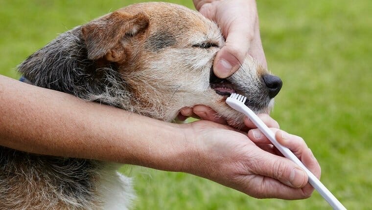 clean senior dog teeth 1