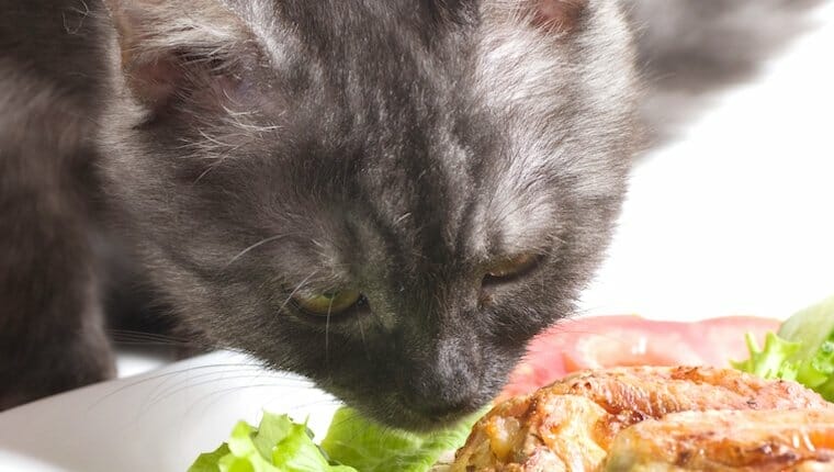 Cat Eating Chicken Featured