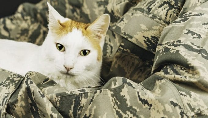 Miembro discapacitado de las fuerzas armadas con su gato en silla de ruedas