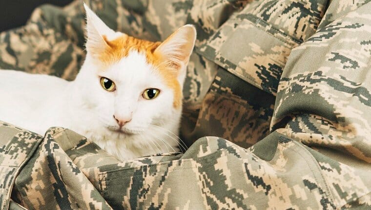 soldier bring cats home middle east 1