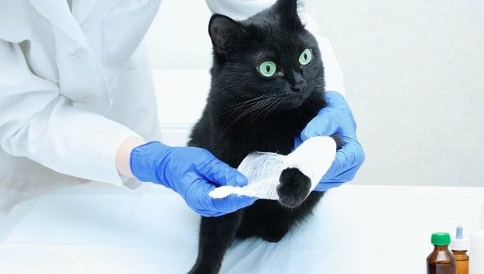 Un veterinario con bata blanca y guantes estériles venda la pata de un gato negro.  De cerca.