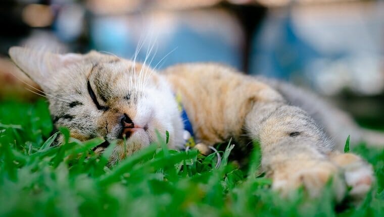 Intoxicacion por arsenico en gatos sintomas causas y tratamientos