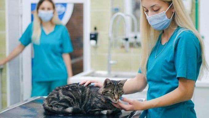 Gato en una mesa de clínica de animales y dos veterinarios acariciando a un gato mientras se recupera del examen