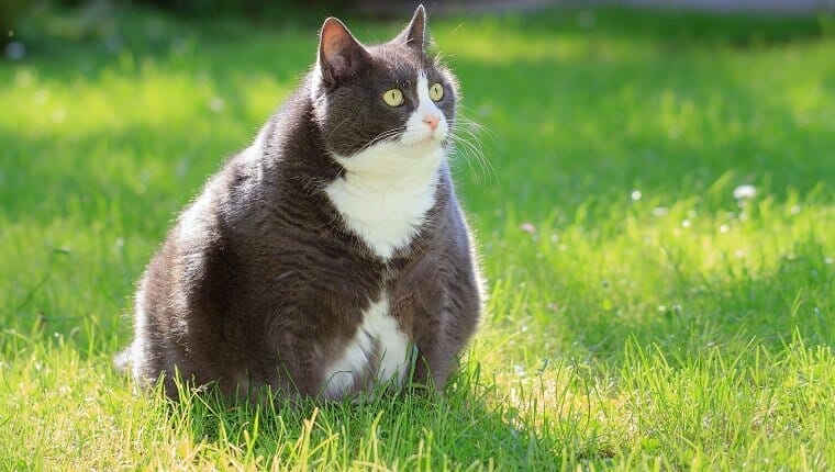 Obesidad felina causas y como saber si tu gato tiene