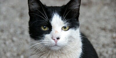 black and white cat names v3