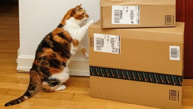 París, Francia - 4 de septiembre de 2016: gato curioso inspeccionando varias cajas de Amazon Prime entregadas por correo y dejadas por la puerta por correo de entrega de Hermes
