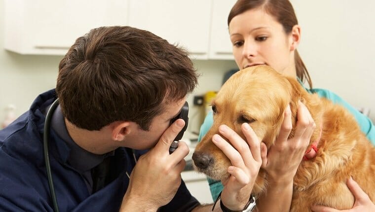 Hemorragia de retina en perros sintomas causas y tratamientos