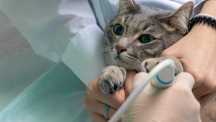 Hemotorax sangre en el pecho en gatos sintomas causas y