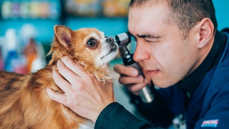 Ojo ciego silencioso en perros sintomas causas y tratamientos