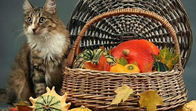 Thanksgiving Foods Safe For Cats 2 e1572890156399