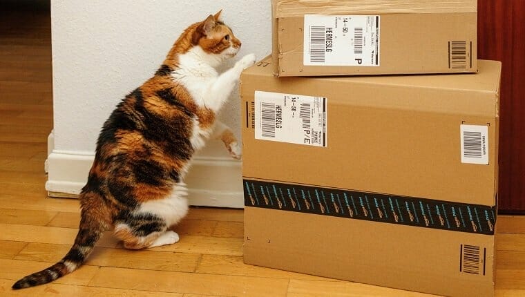 amazon boxes not toxic cats 1