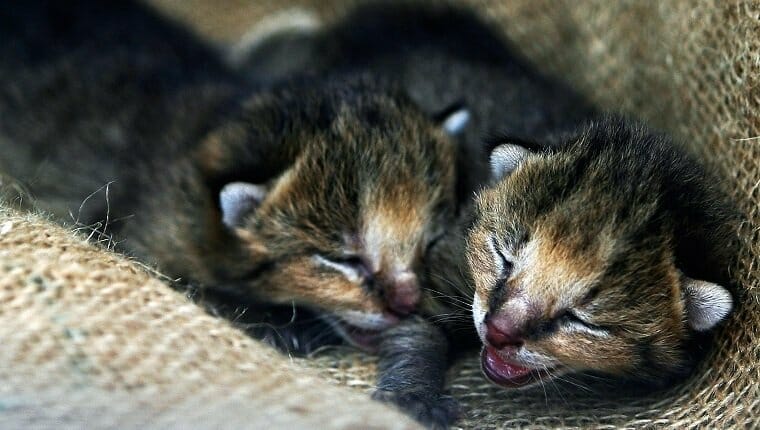 jungle cat kittens india rescued 1