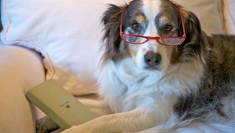 old dog reading2
