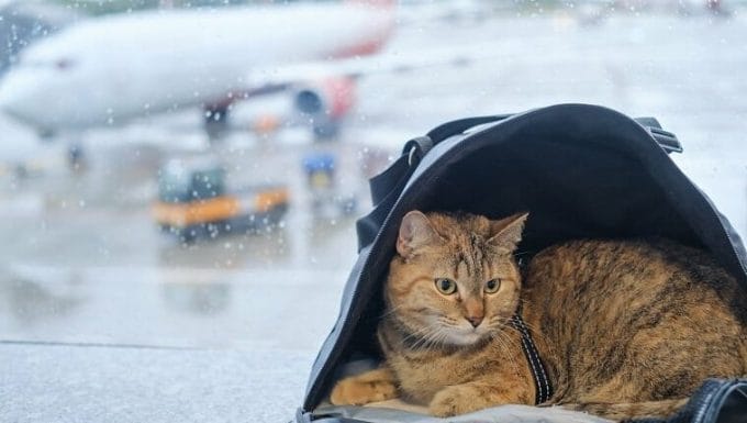 Lindo gato doméstico se sienta en una bolsa en el alféizar de una ventana en un aeropuerto en la parte trasera de un avión.