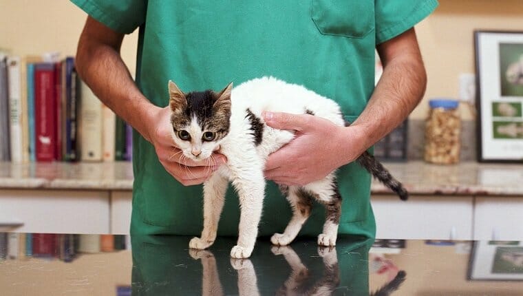 Hipoplasia cerebelosa sindrome del gato tembloroso en gatos sintomas causas