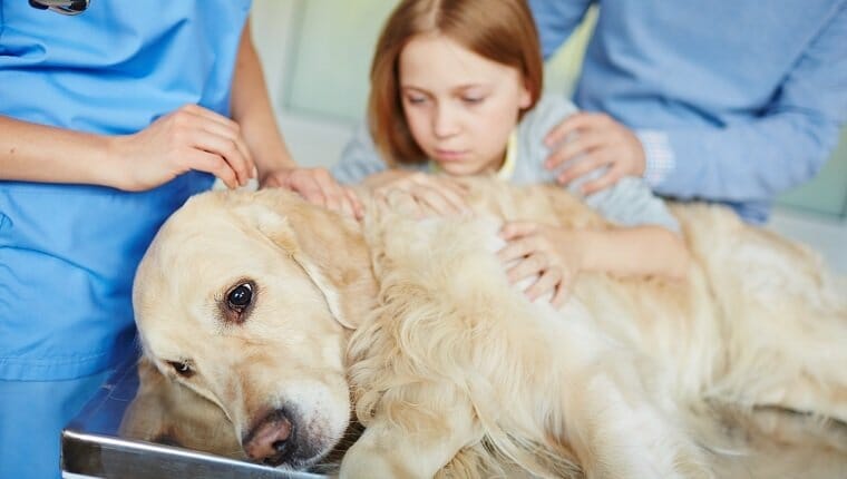Meningoencefalomielitis en perros sintomas causas y tratamientos
