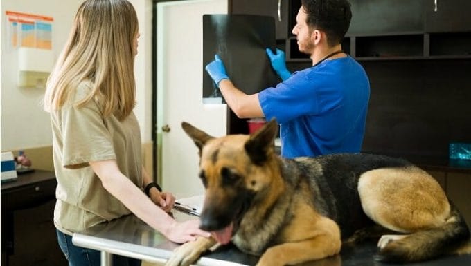 Veterinario masculino sosteniendo y mostrando radiografías de un hueso roto de un perro pastor alemán.  Dueño preocupado llevando a su viejo perro enfermo a la clínica veterinaria