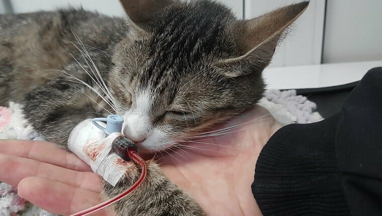 Reacciones a las transfusiones de sangre en gatos sintomas causas