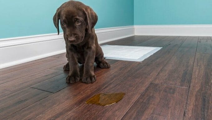 Un perro perdiguero de labrador chocolate angustiado de 8 semanas sentado junto a un charco de orina en el piso de madera porque perdió su alfombra de entrenamiento detrás de ellos.  Cualquiera que haya tenido un cachorro sabe que el proceso de romper la casa de un cachorro puede ser difícil.