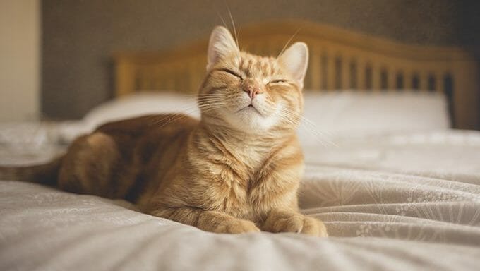 contenido de gato naranja en la cama