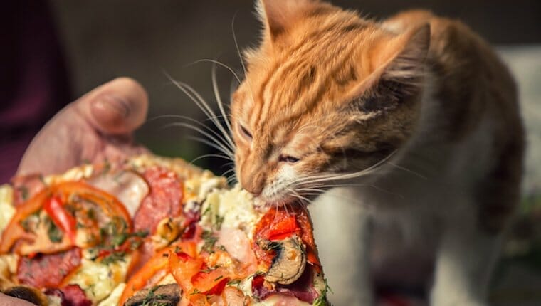 Cat Pizza 1