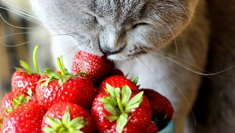 can cats eat strawberries 1