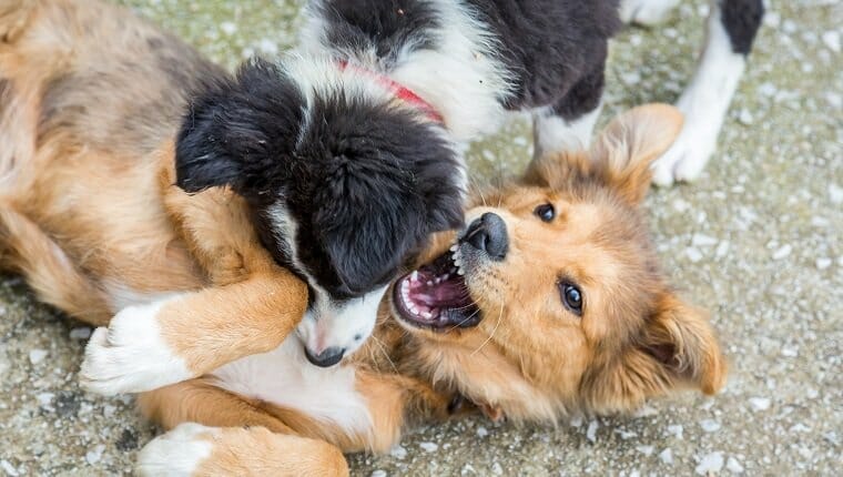 dogs playing or fighting 1