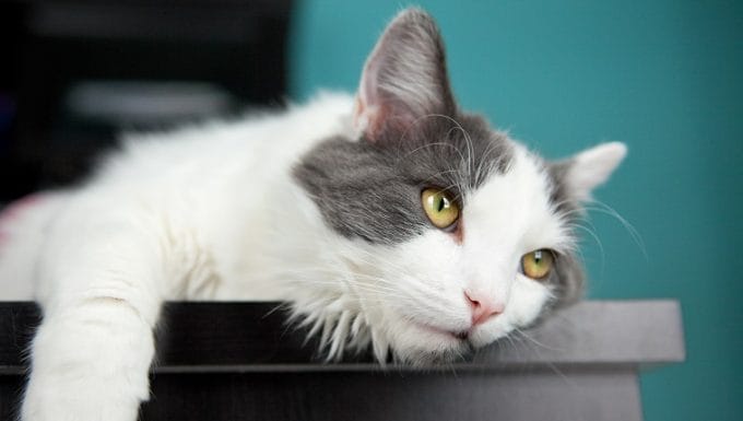 Un hermoso gato blanco y gris colgado en el borde de una mesa.