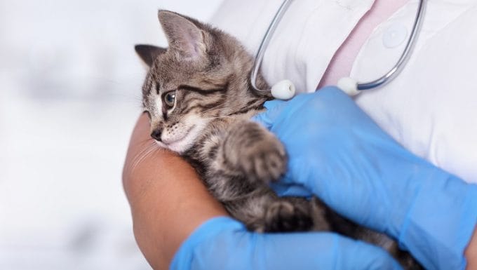 Pequeño gatito en los brazos de un profesional de atención veterinaria - preparándose para el examen, primer plano.  La comunicación interauricular es una condición congénita.