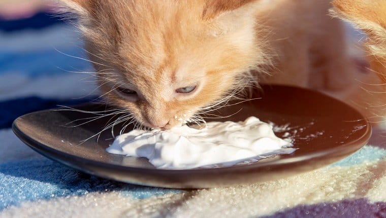 Pueden los gatos comer crema agria ¿La crema agria es