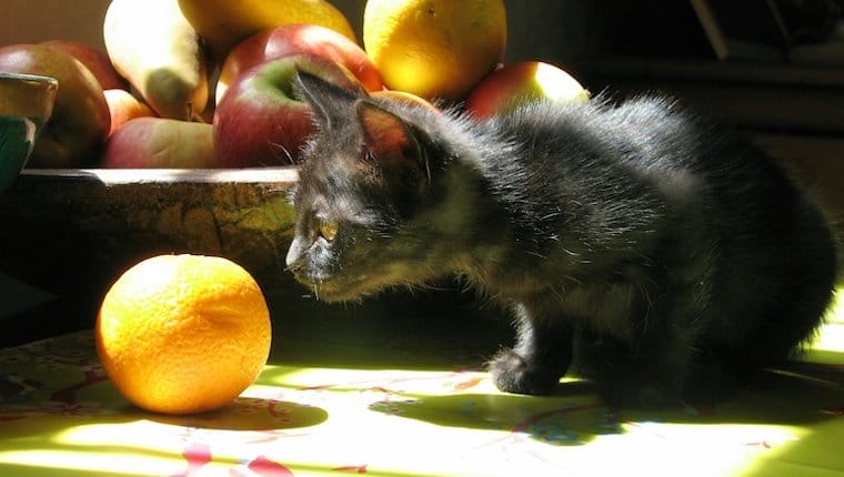Can Cats Eat Oranges Featured